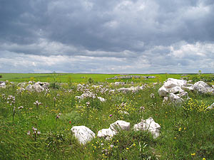 Campo solcato superstite